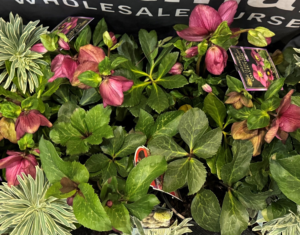 outdoor garden design ideas