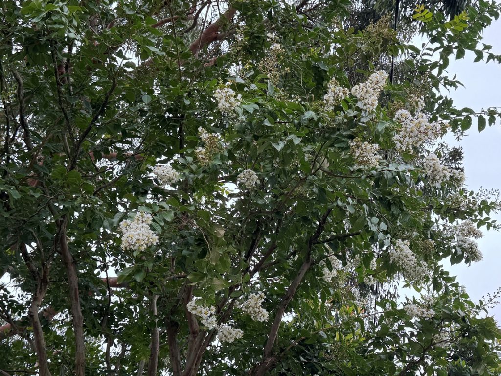 Residential Landscape Designer