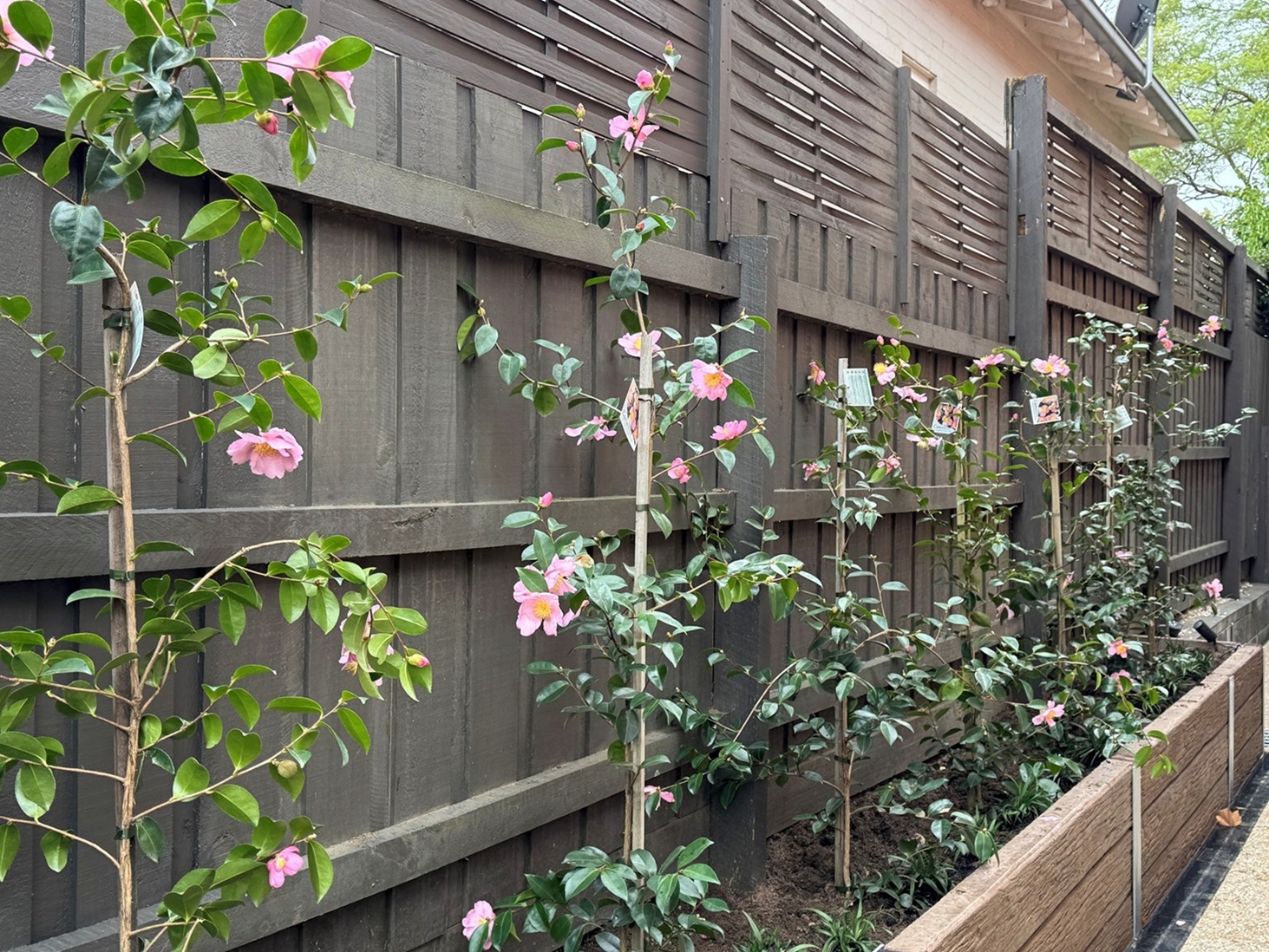 Back Garden Landscape Ideas