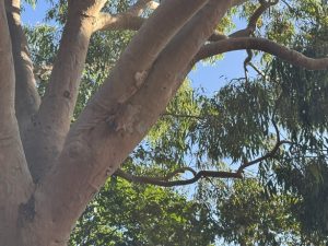 landscape design eastern suburbs melbourne