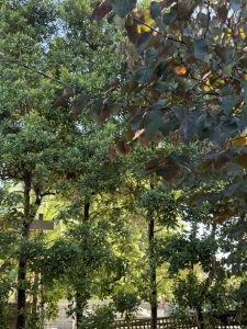 landscape design eastern suburbs melbourne