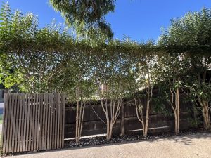 landscape design eastern suburbs melbourne