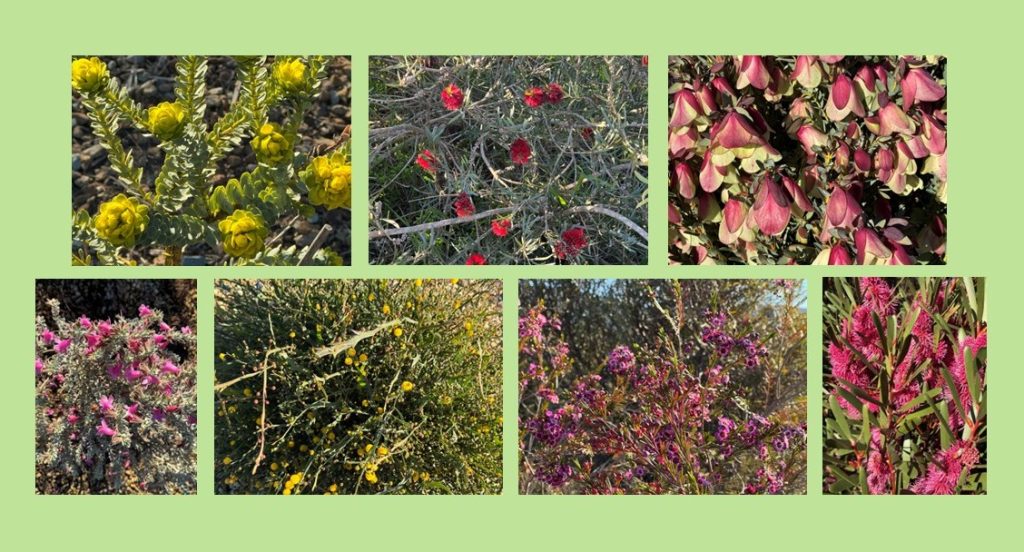 Native garden design