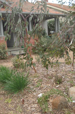 Northcote Australian Native Garden Design